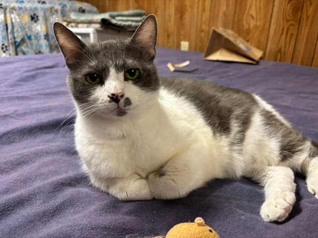 Jemma - Domestic Short Hair
