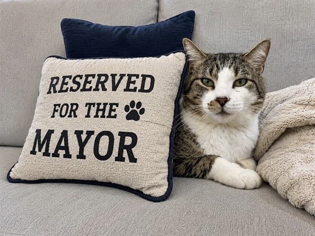 Mayor - Domestic Short Hair