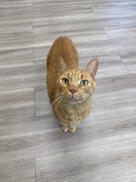 Baxter - Domestic Short Hair