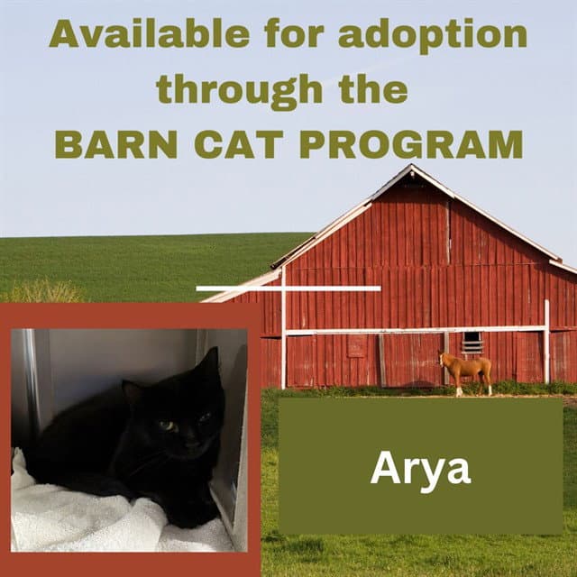 Arya Barn Cat - Domestic Short Hair