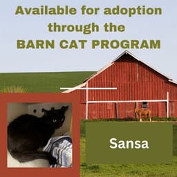 Sansa Barn Cat image 1