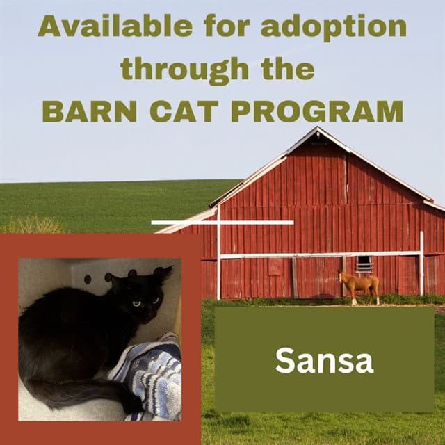 Sansa Barn Cat - Domestic Short Hair
