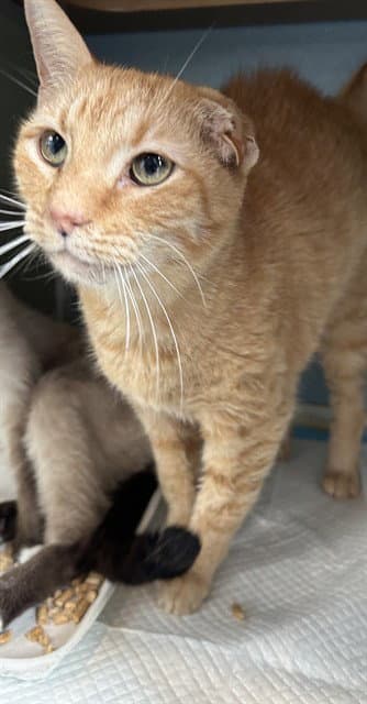 Fatboy - Domestic Short Hair