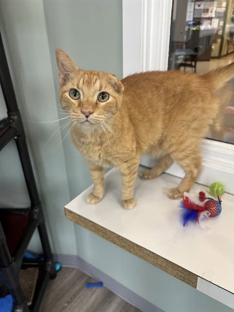 Fatboy - Domestic Short Hair