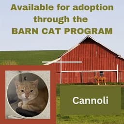 Cannoli Barn Cat image 1