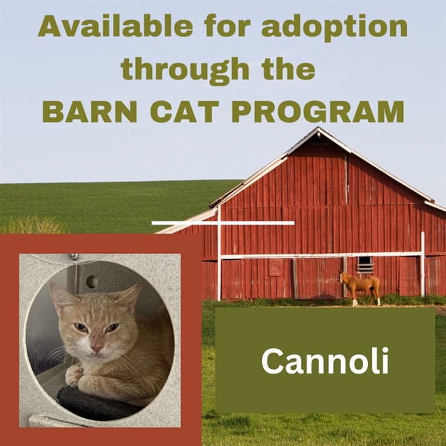 Cannoli Barn Cat - Domestic Short Hair