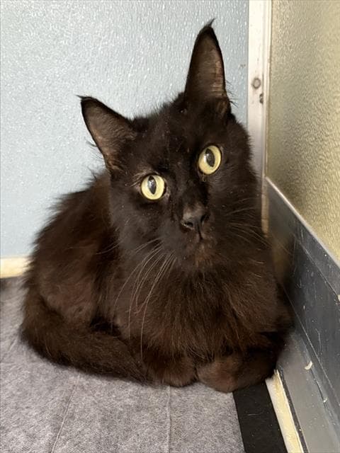 Peter Parker - Domestic Short Hair