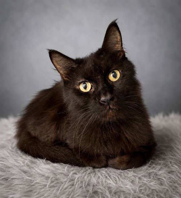 Peter Parker - Domestic Short Hair