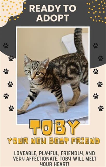 Toby - Domestic Short Hair