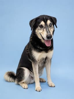 Waylon image 1