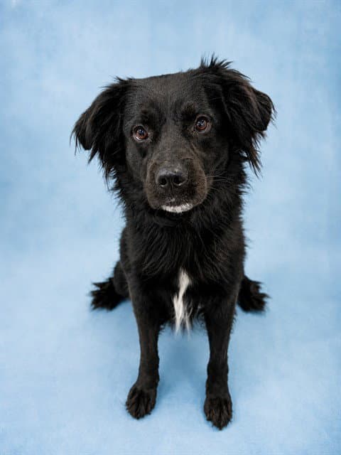 Alex - Australian Shepherd
