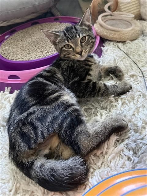 Kody - Domestic Short Hair