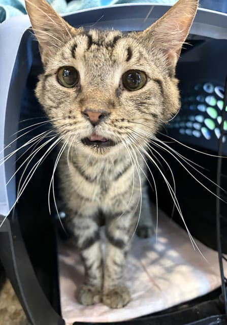 Noggin Norris - Domestic Short Hair