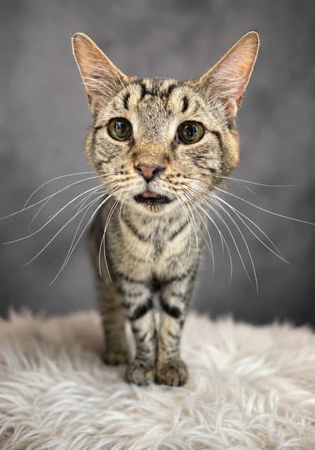 Noggin Norris - Domestic Short Hair