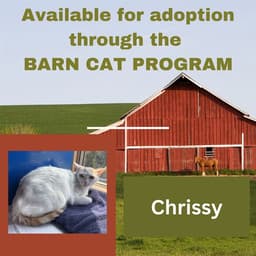 Chrissy Barn Cat image 1