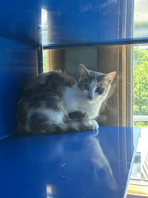 Lilac - Domestic Short Hair
