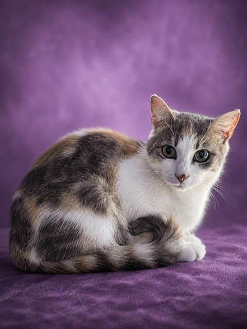 Lilac - Domestic Short Hair