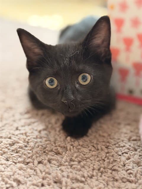 Mochi - Domestic Short Hair