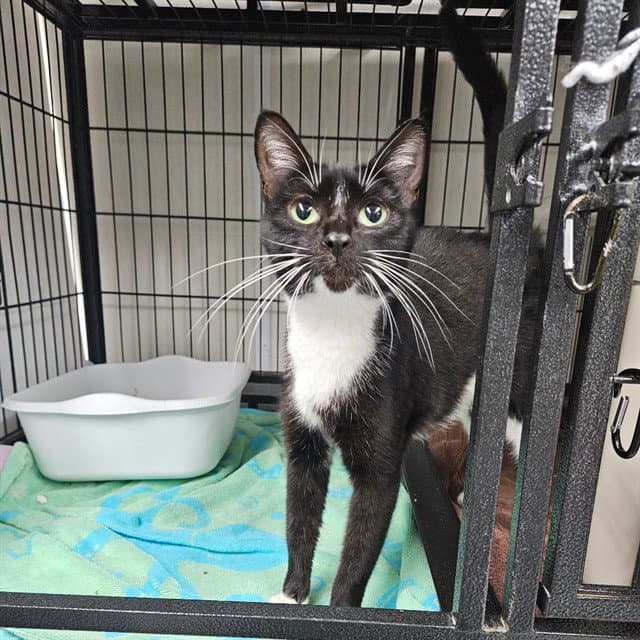 Juno - Domestic Short Hair