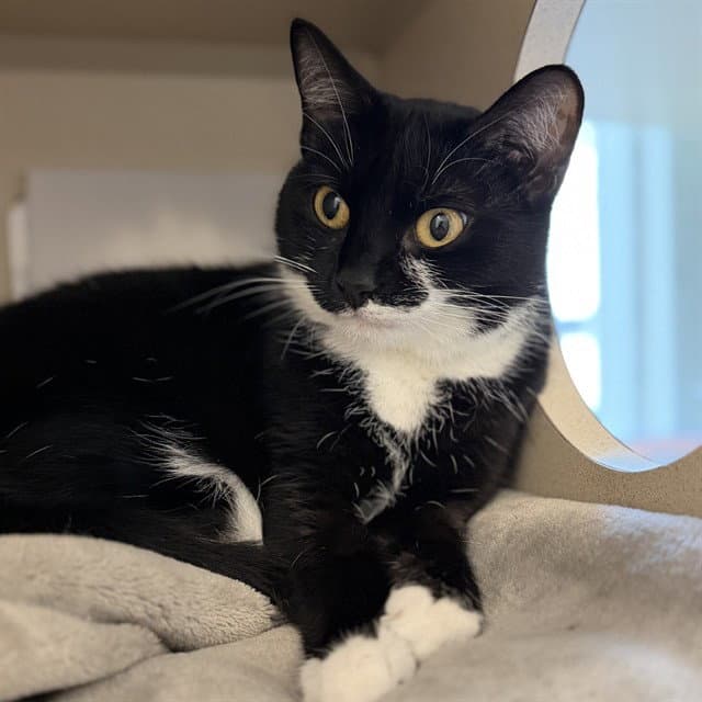 Kai - Domestic Short Hair