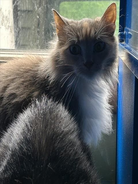 Olaf - Domestic Medium Hair