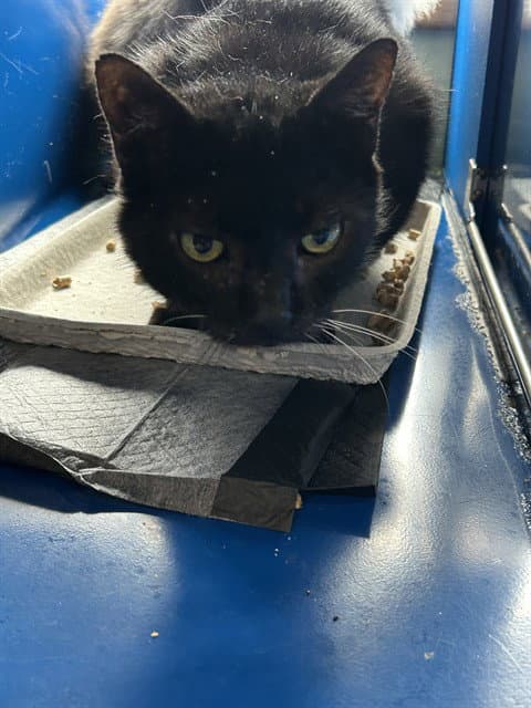 Midnight - Domestic Short Hair
