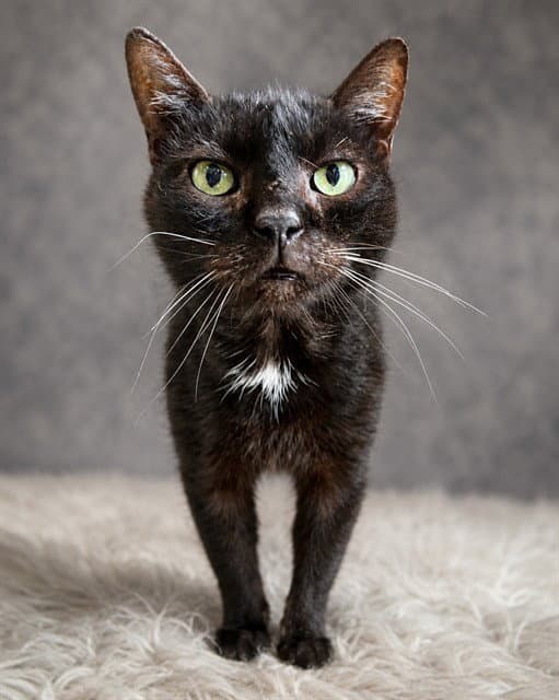 Midnight - Domestic Short Hair