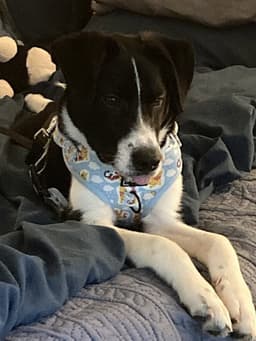 Finn image 1