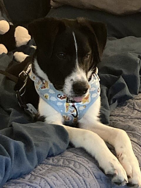 Finn - Border Collie