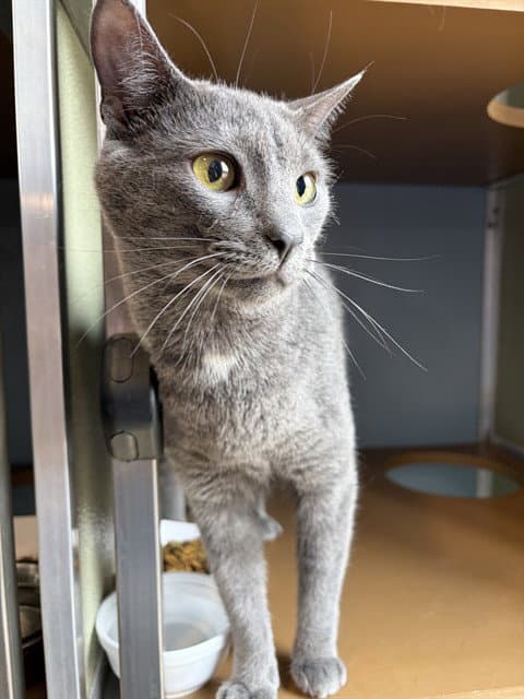 Blu - Domestic Short Hair