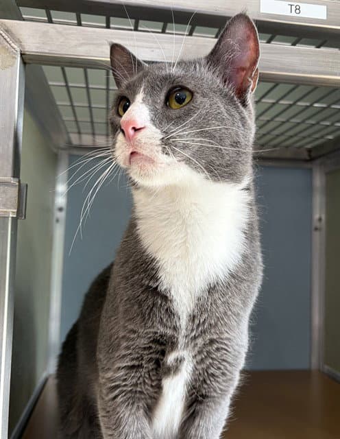 Jasper - Domestic Short Hair