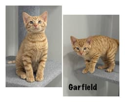 Garfield image 1