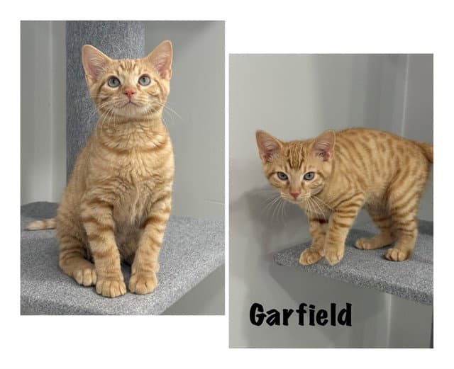 Garfield - Domestic Short Hair