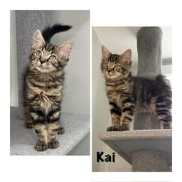 Kai image 1