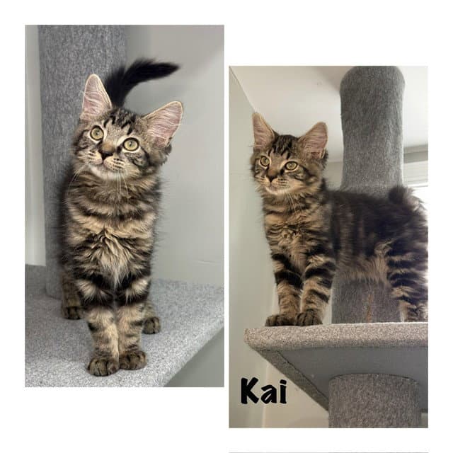 Kai - Domestic Short Hair