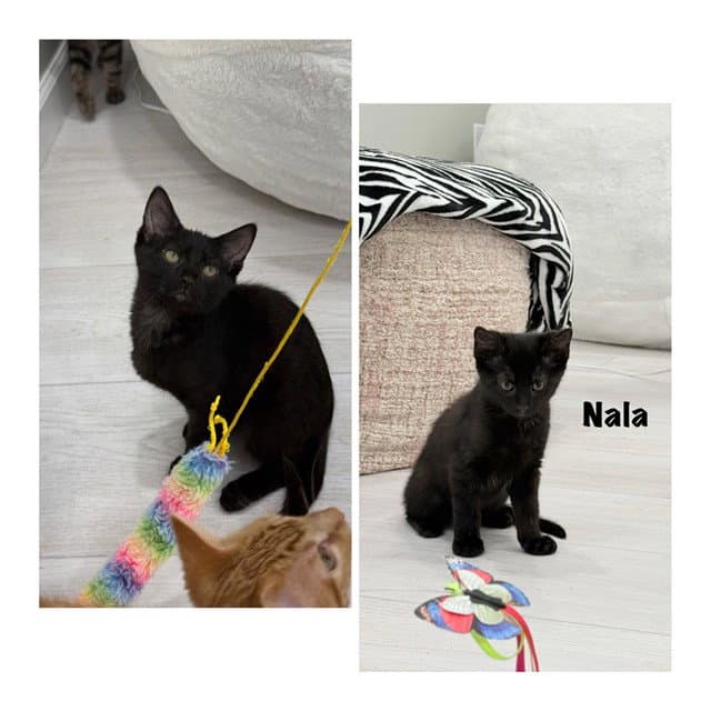 Nala - Domestic Short Hair