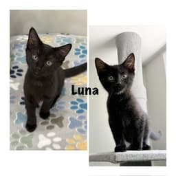 Luna image 1