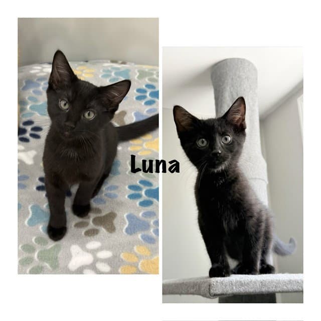 Luna - Domestic Short Hair
