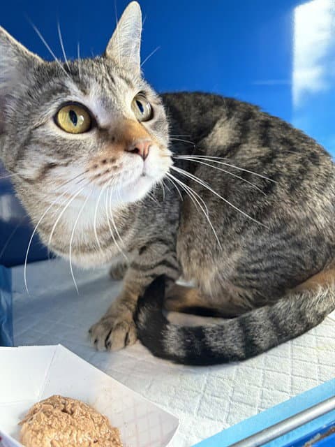 Marg - Domestic Short Hair