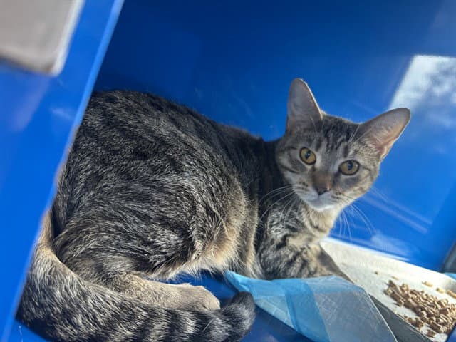 Marg - Domestic Short Hair