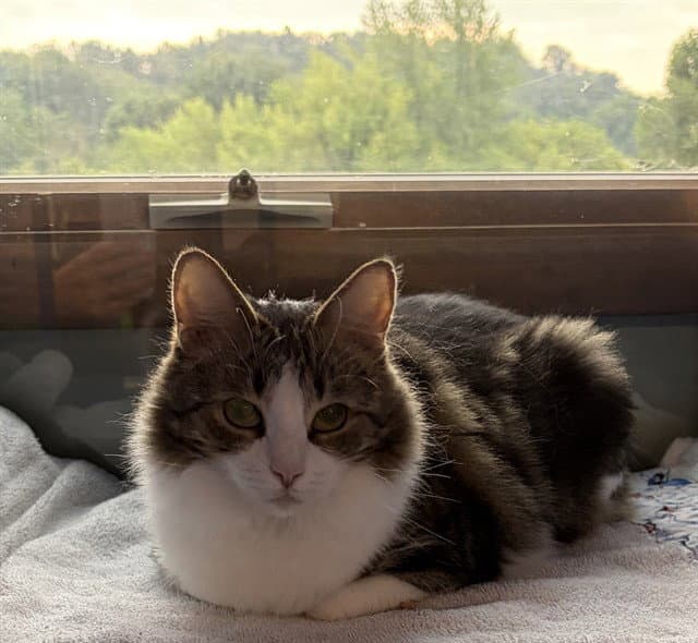 Liliana - Domestic Short Hair