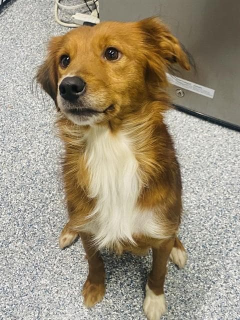 Stella - Border Collie