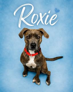 Roxie image 1