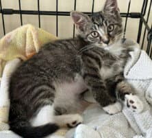 Dash - Domestic Short Hair