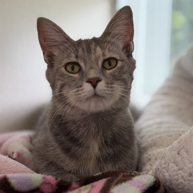 Gem - Domestic Short Hair