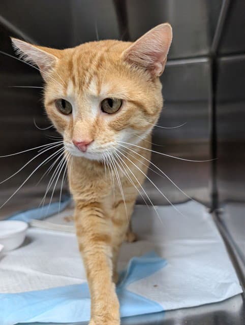 Quincy - Domestic Short Hair