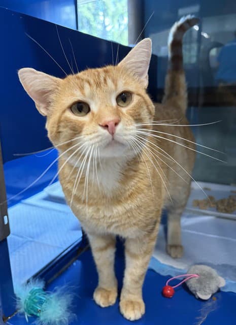 Quincy - Domestic Short Hair