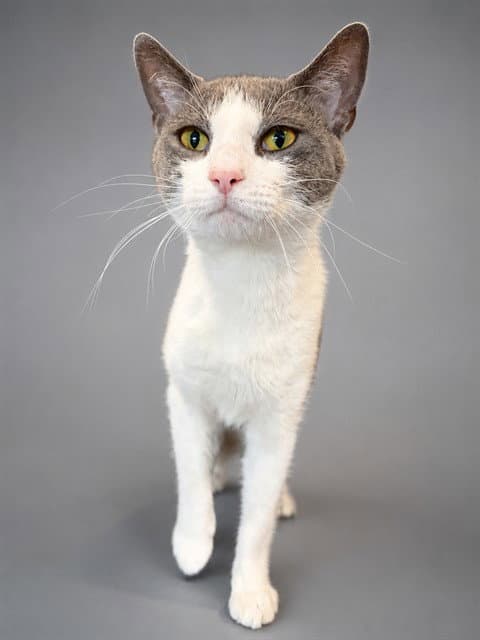 Charlie - Domestic Short Hair