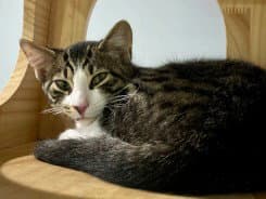Fiddlehead - Domestic Short Hair