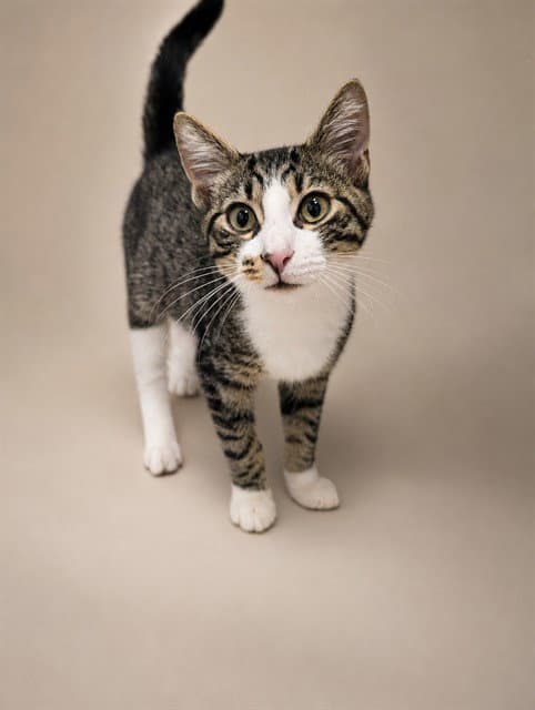 Fiddlehead - Domestic Short Hair